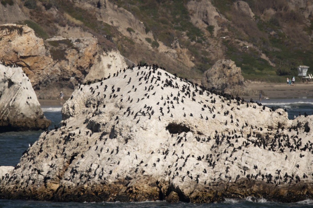 Brandt's Cormorant - ML601464811