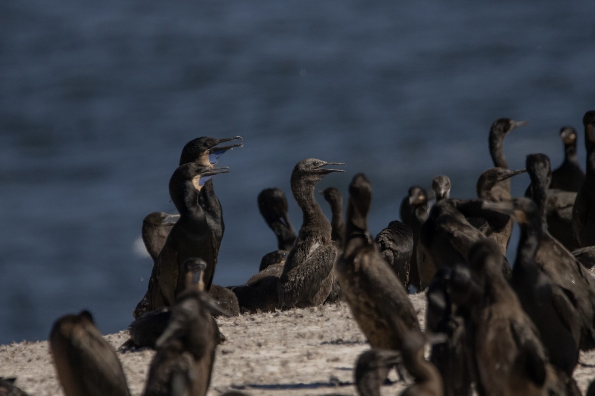 Brandt's Cormorant - ML601464821