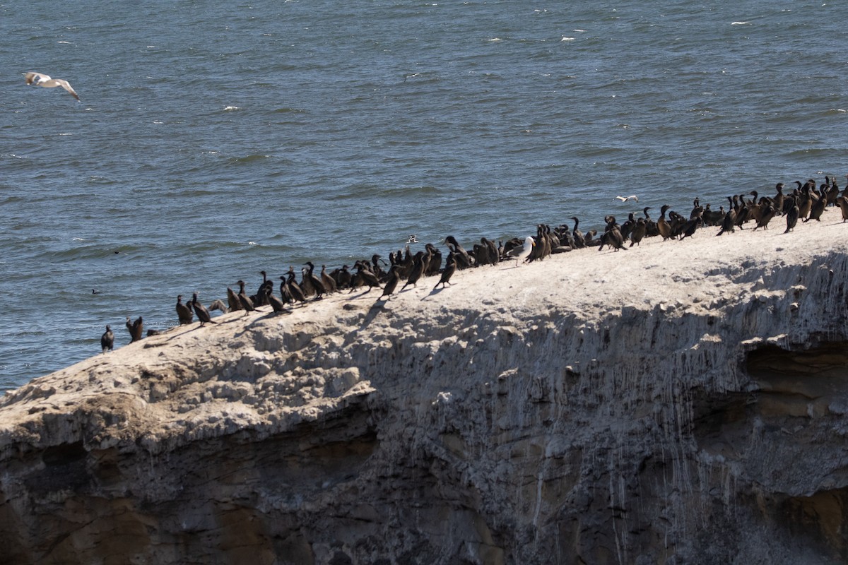 Brandt's Cormorant - ML601464851