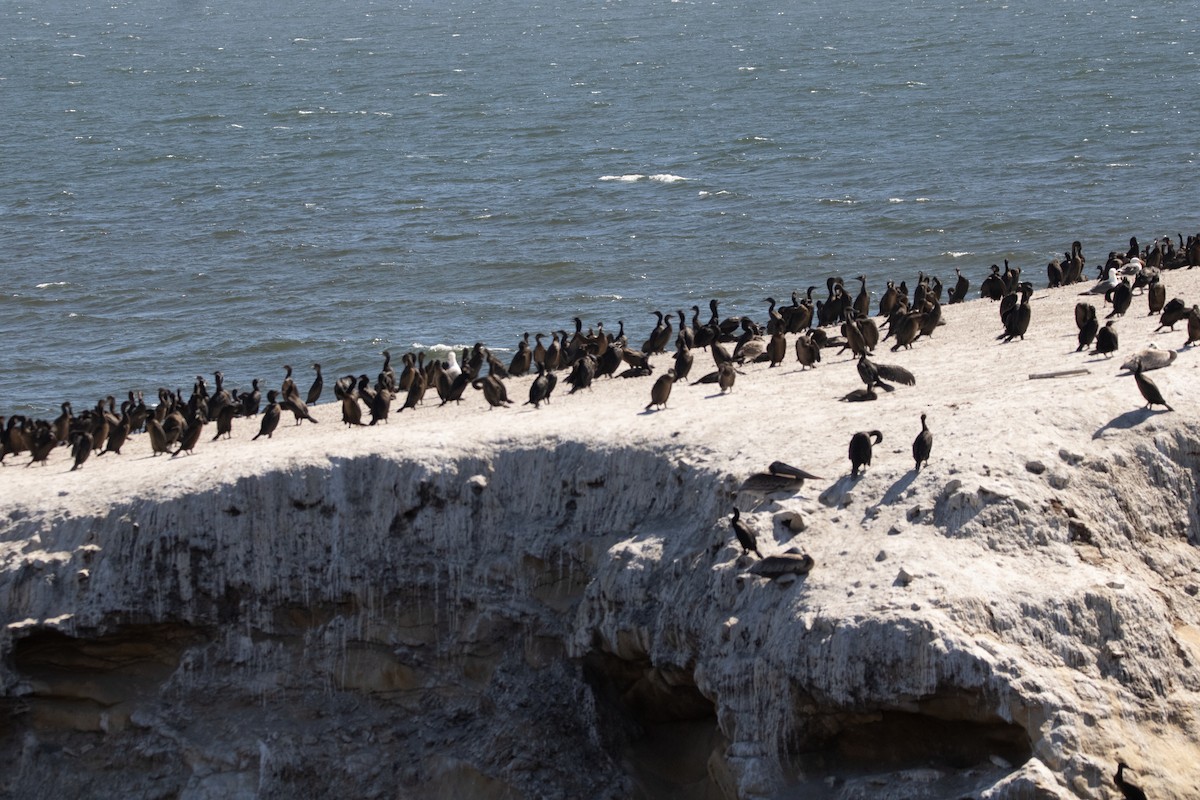 Brandt's Cormorant - ML601464861