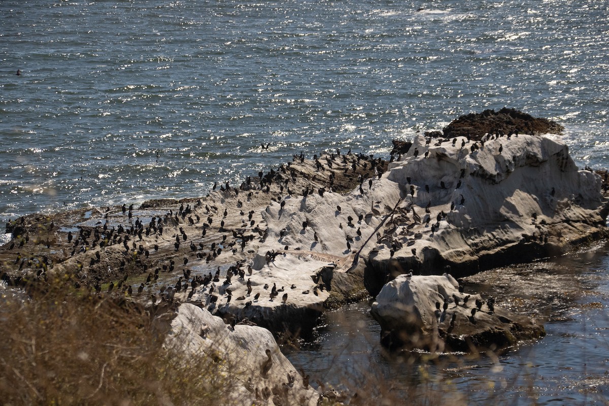 Brandt's Cormorant - ML601464871