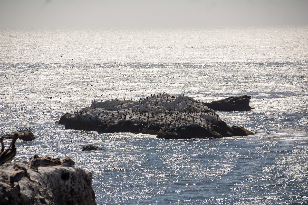 Brandt's Cormorant - ML601464881