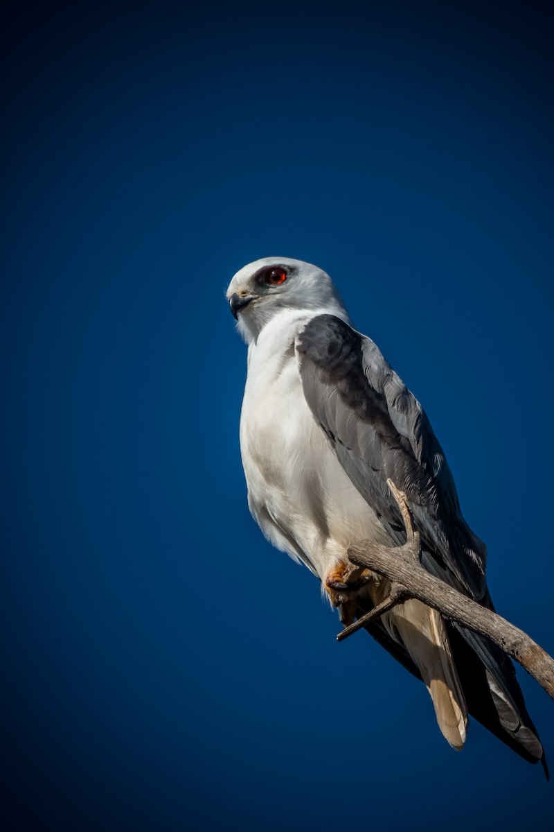 Black-shouldered Kite - ML601464941