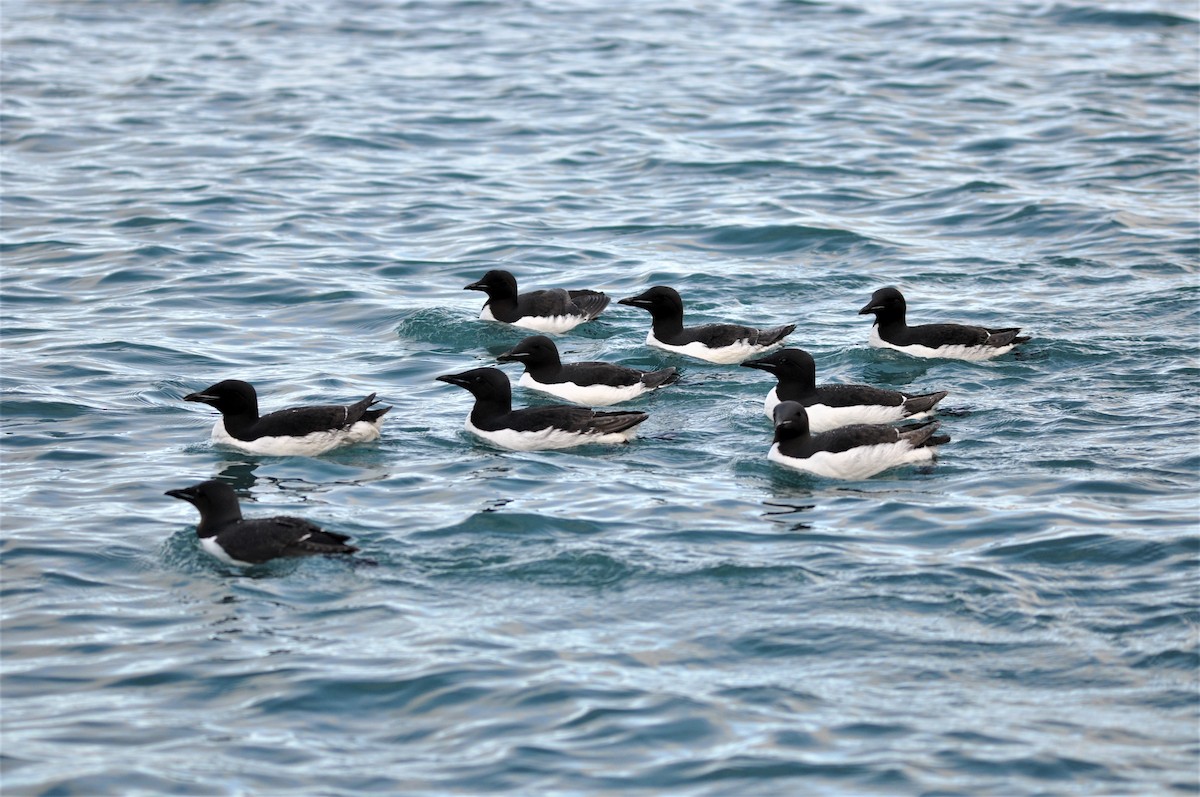 Thick-billed Murre - ML601465811