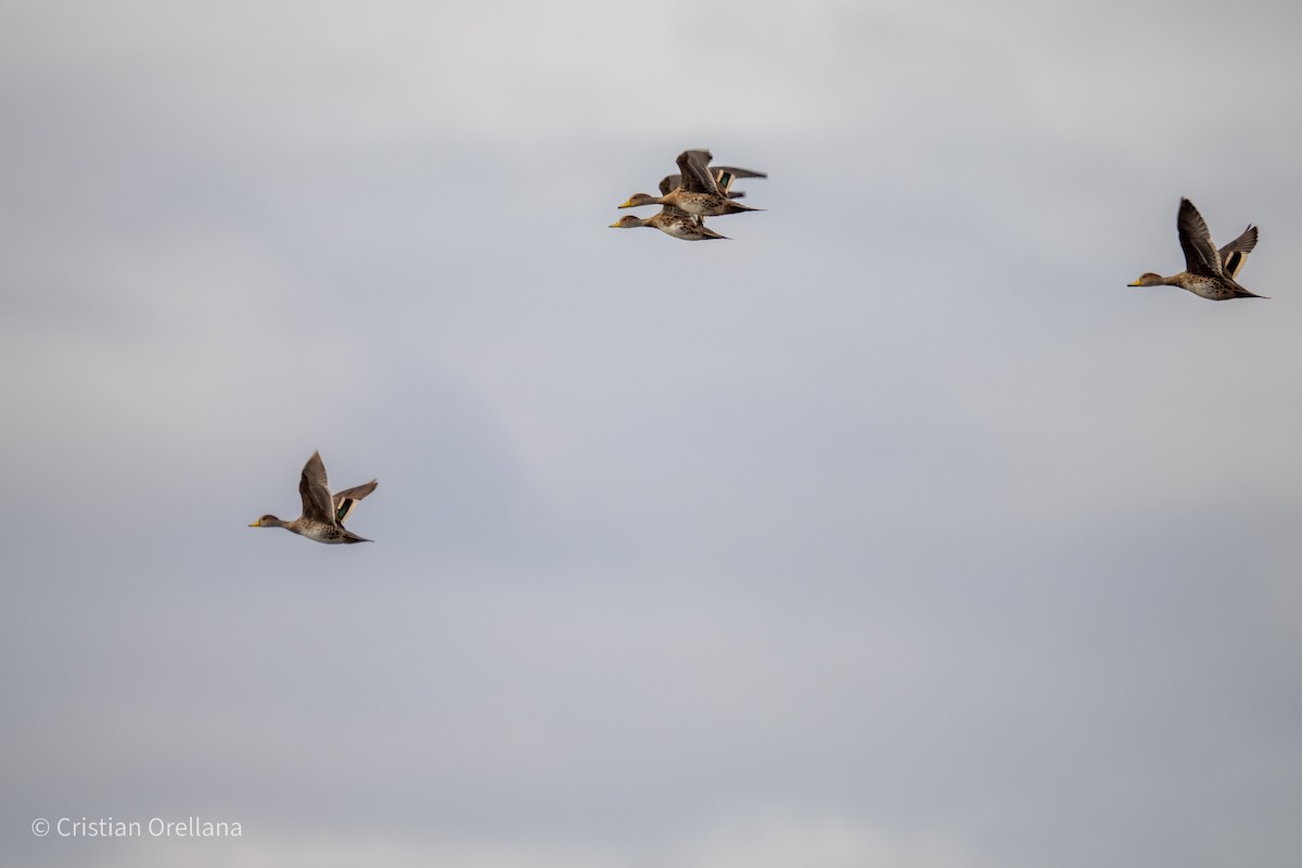 Yellow-billed Pintail - ML601466161