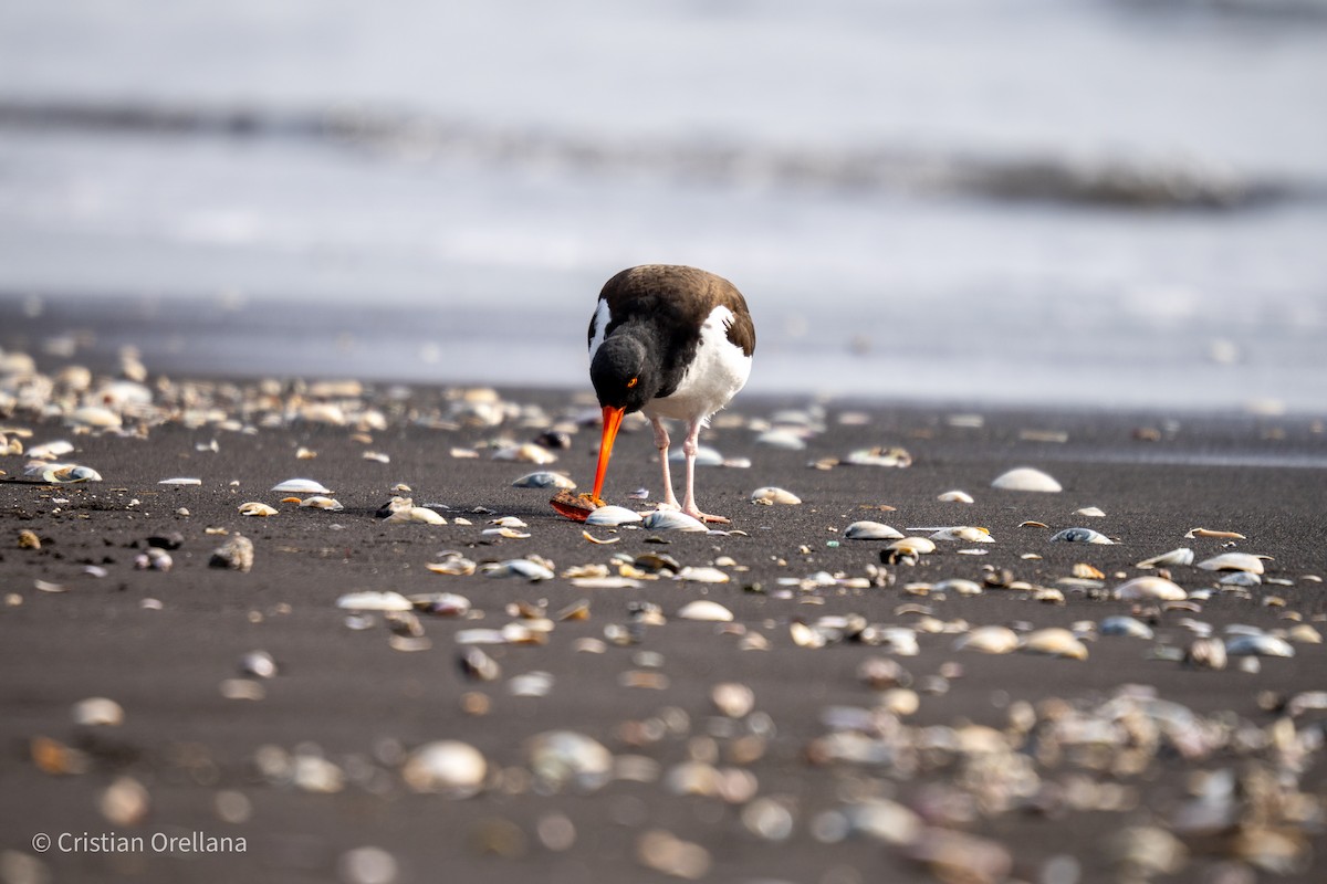 American Oystercatcher - ML601466191