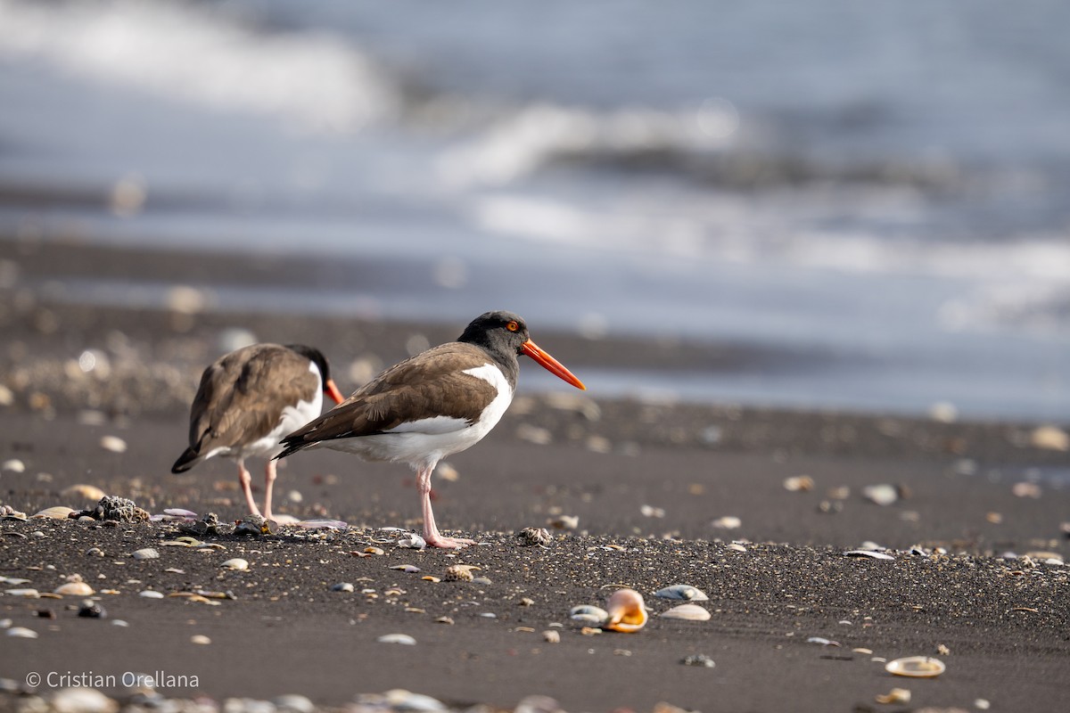 American Oystercatcher - ML601466201