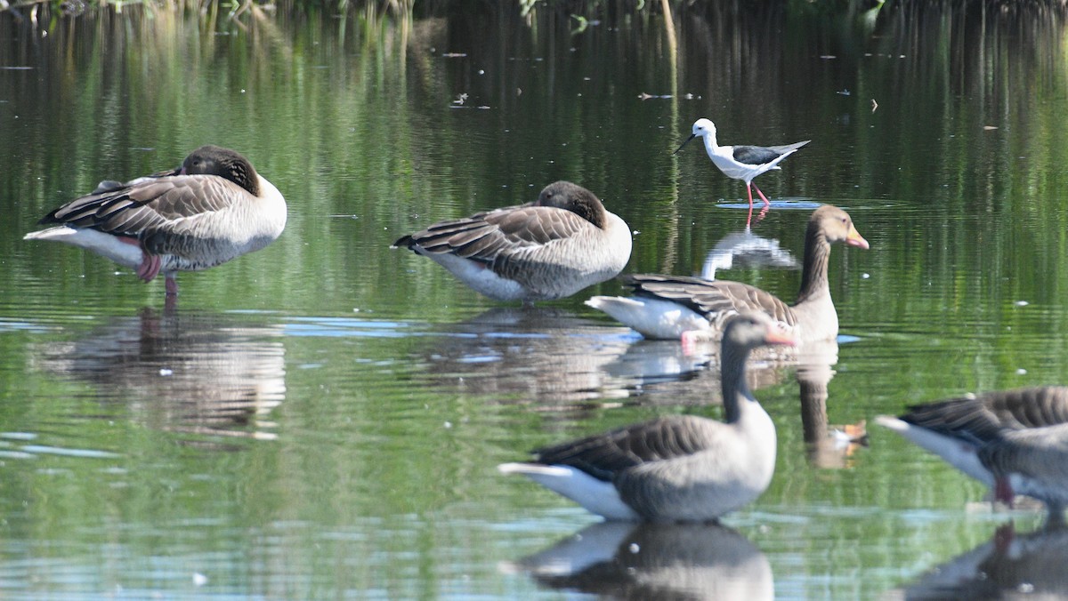 Black-winged Stilt - ML601470991