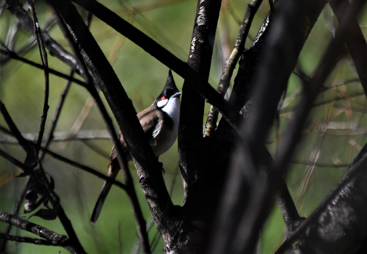 Red-whiskered Bulbul - Susan Kruss