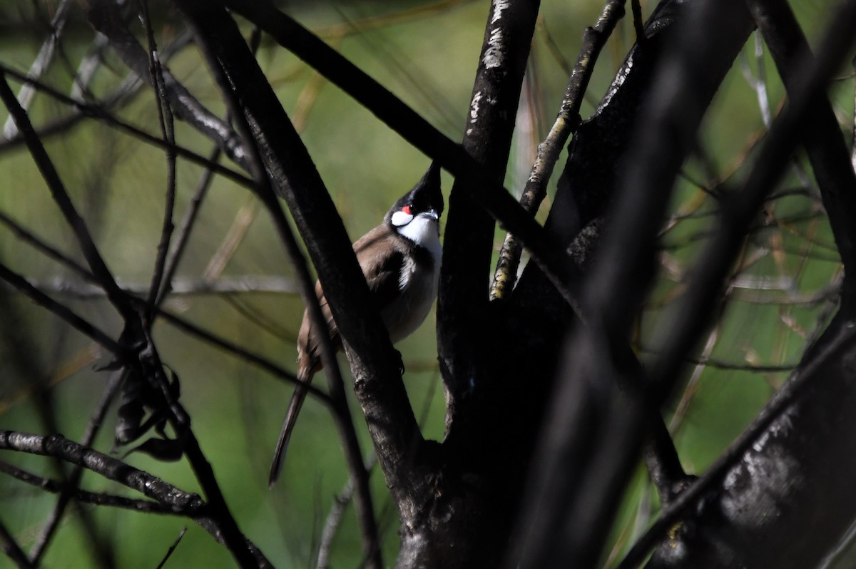 Red-whiskered Bulbul - Susan Kruss