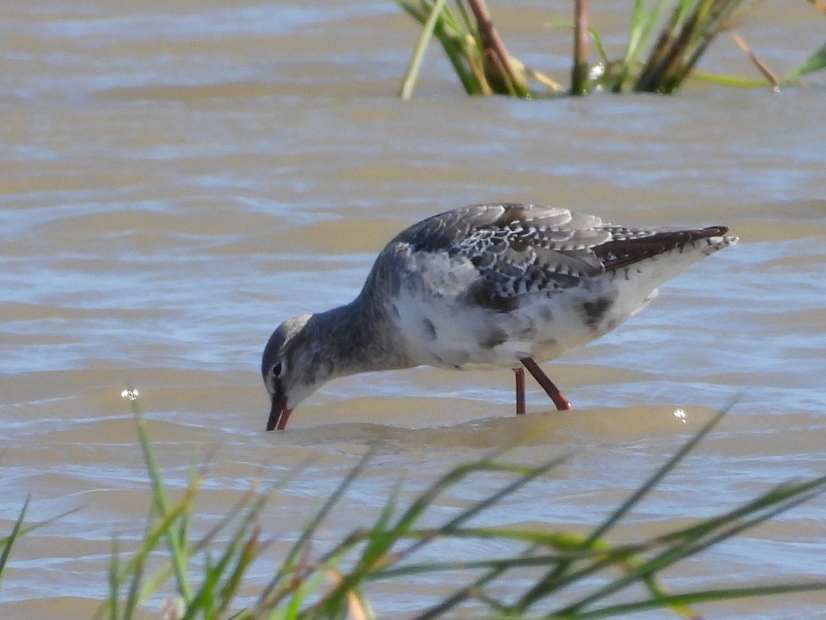 Spotted Redshank - ML601473061