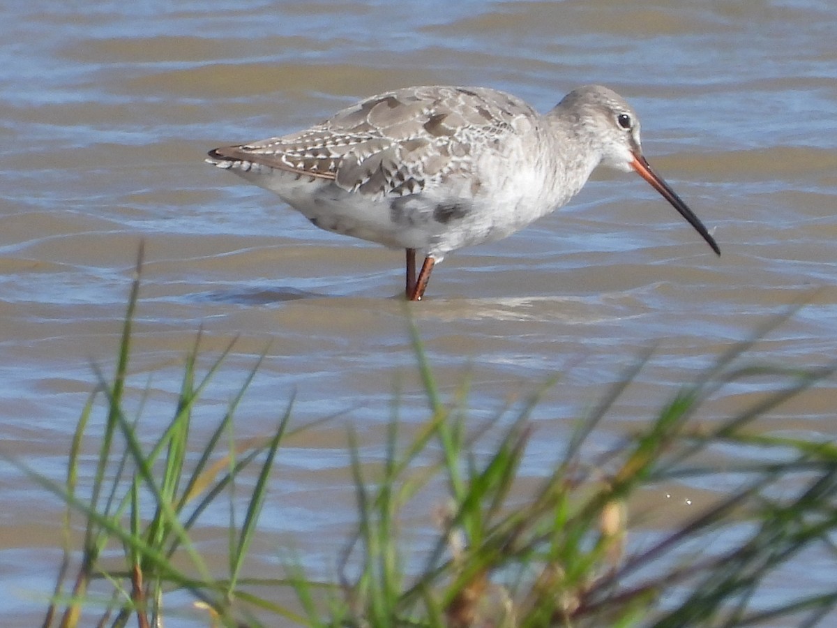 Spotted Redshank - ML601473071