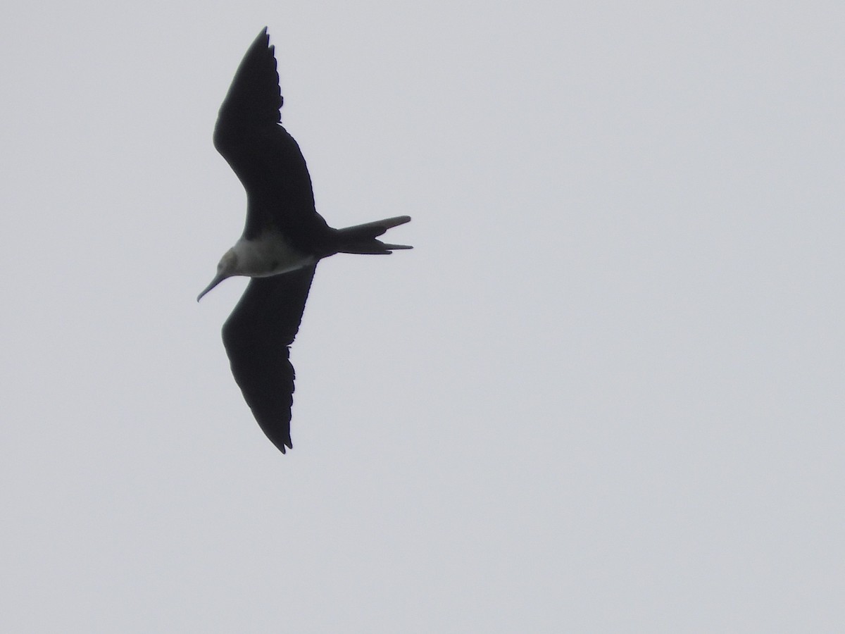 Great Frigatebird - ML601473801