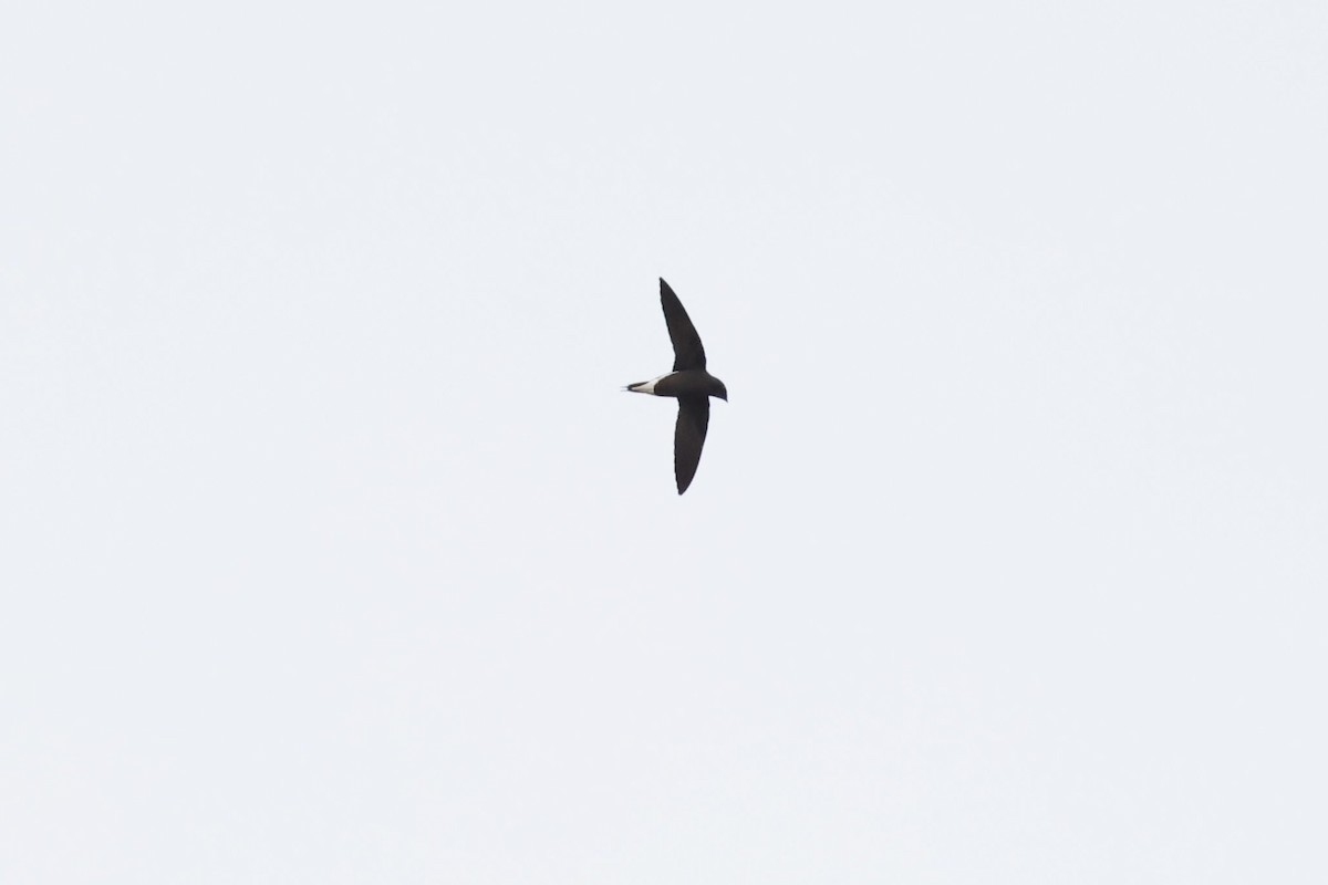 Brown-backed Needletail - ML601474591