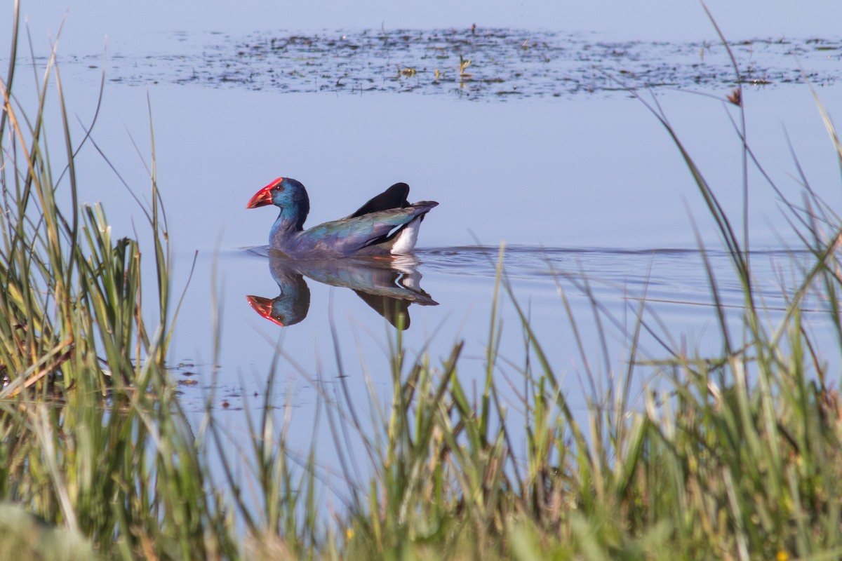 African Swamphen - ML601474861