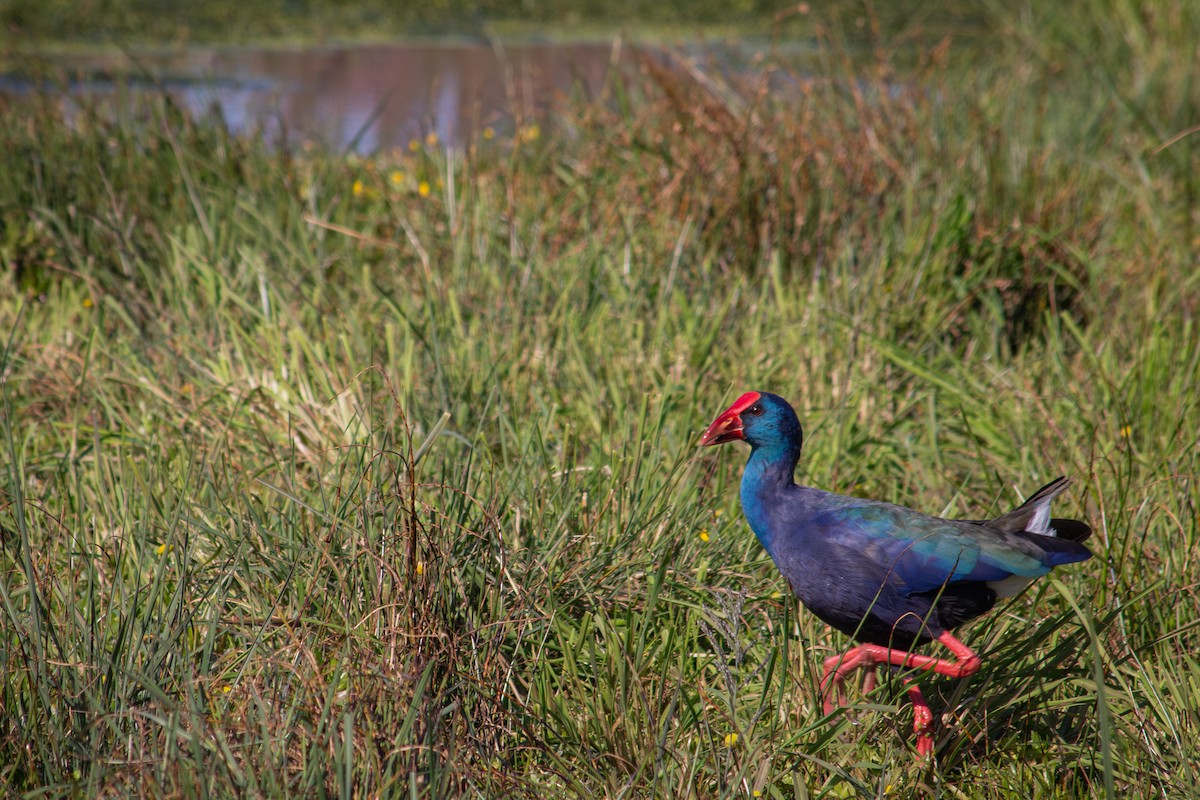 African Swamphen - ML601474871