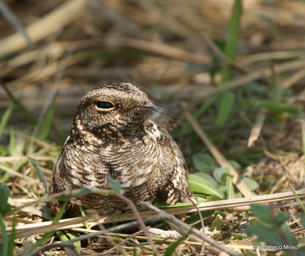 Scissor-tailed Nightjar - ML60147491