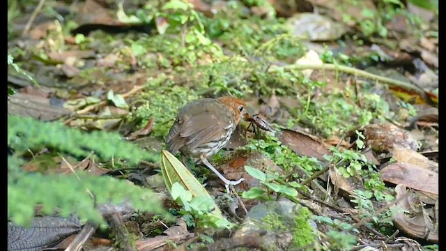 Chestnut-crowned Antpitta - ML601475151