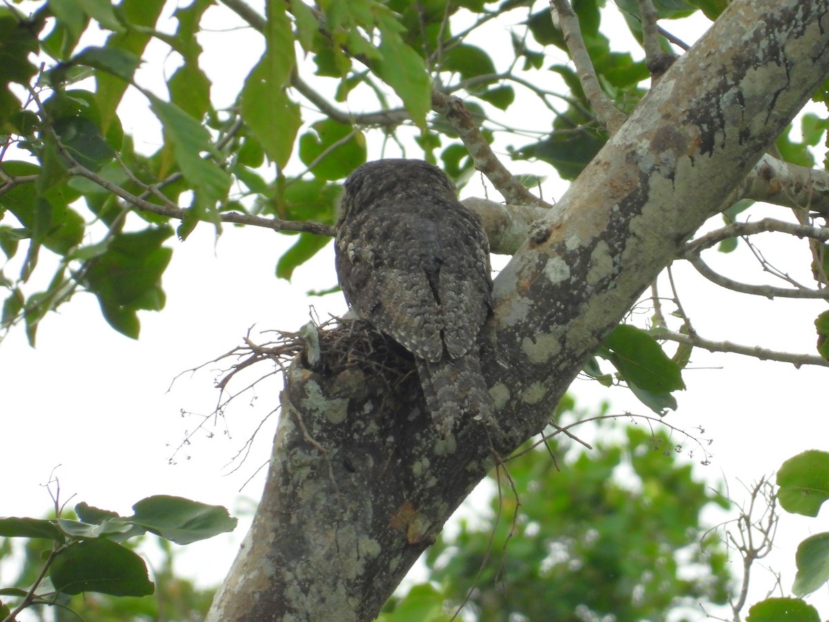 Marbled Frogmouth - ML601475421