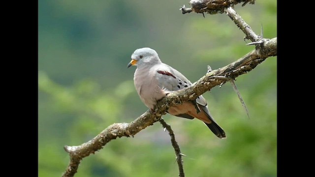 Croaking Ground Dove - ML601476351