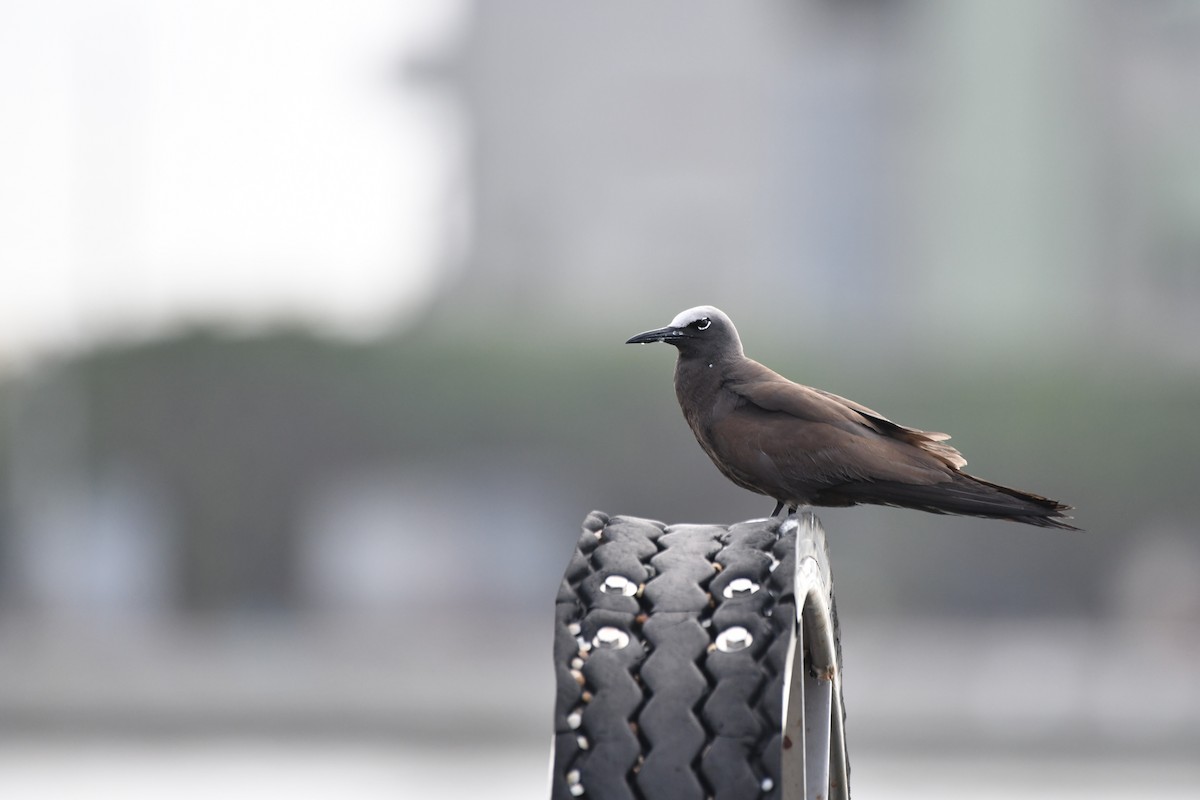 Brown Noddy - ML601476601