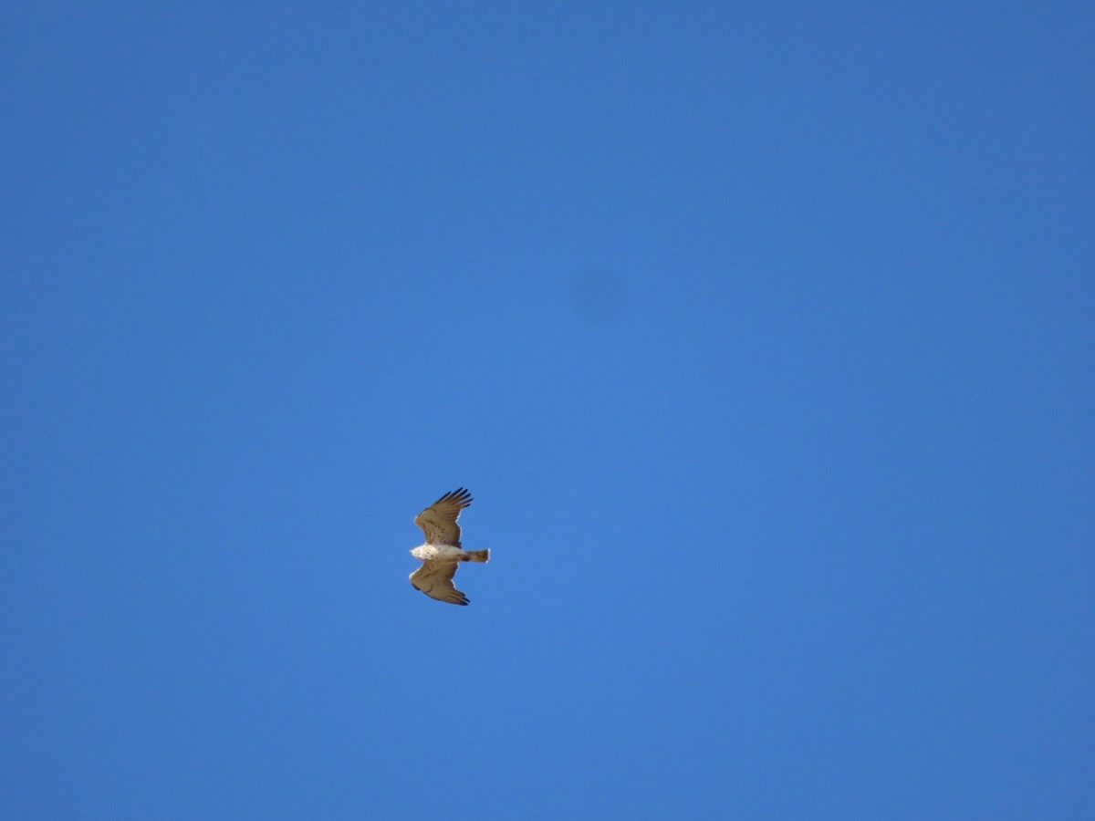 Common Buzzard - Mason Jeffries