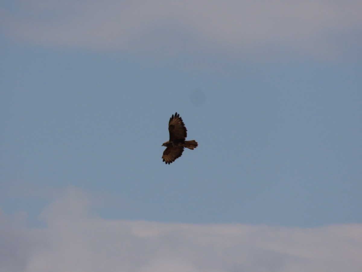 Common Buzzard - ML601476991