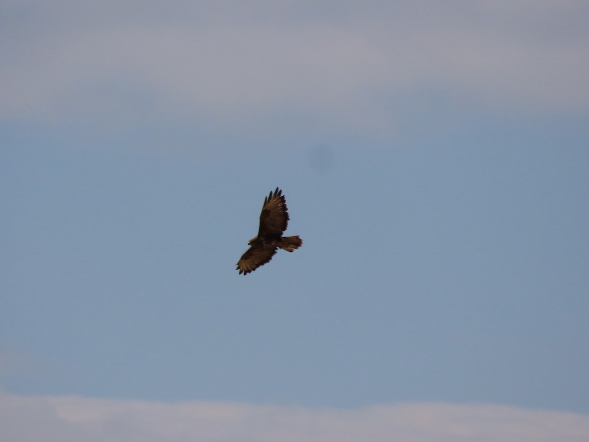 Common Buzzard - ML601477001