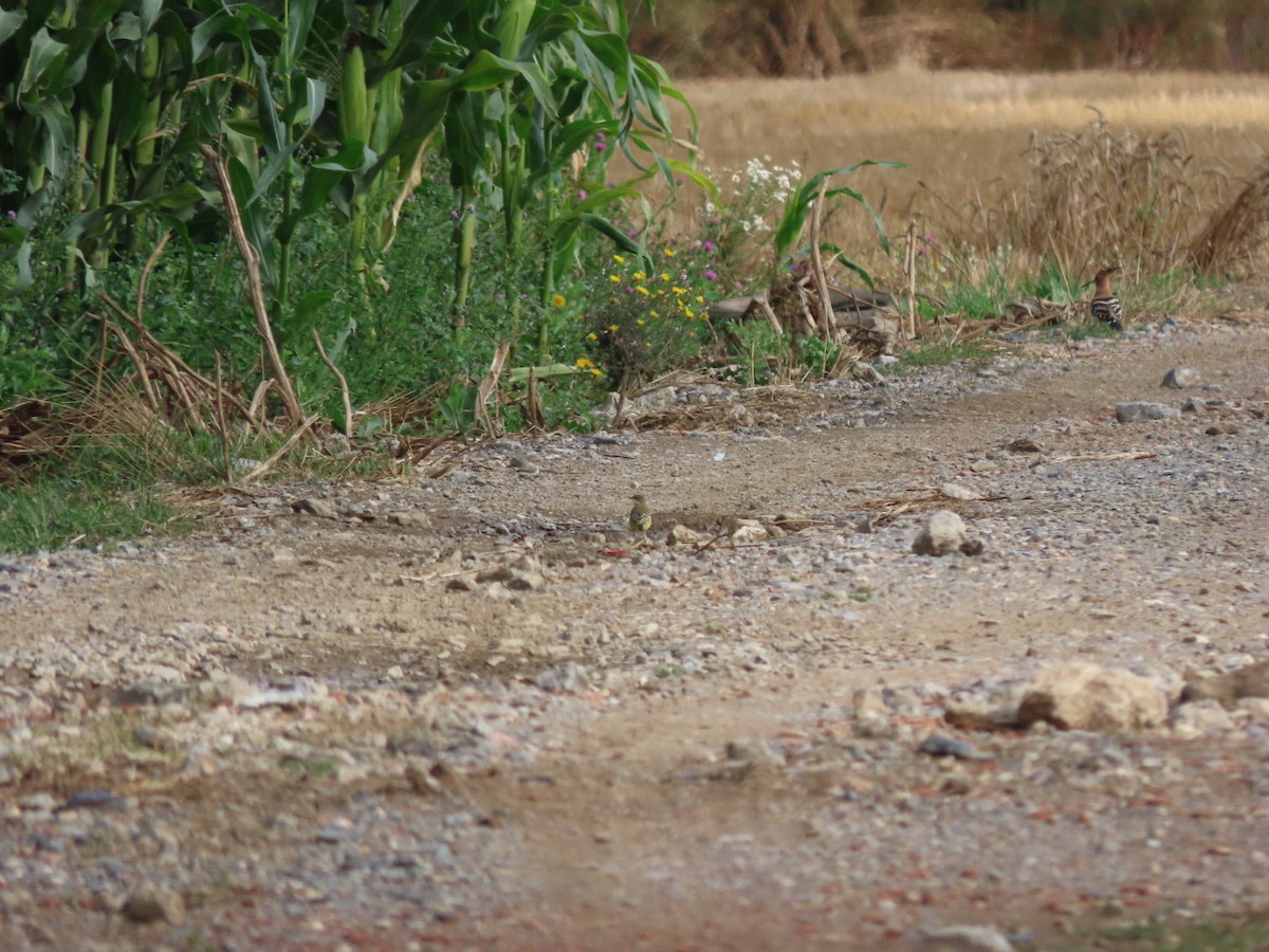 Eurasian Hoopoe - ML601477011