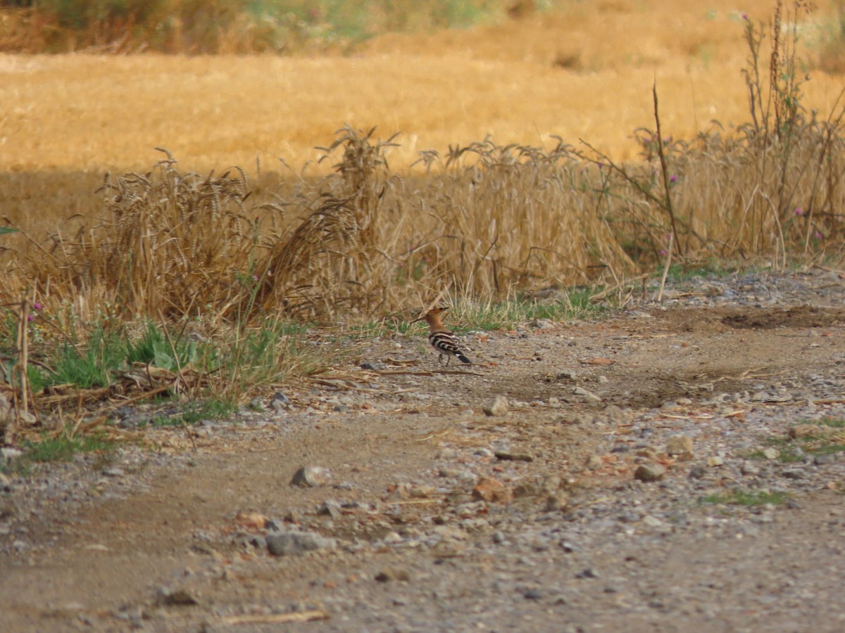 Eurasian Hoopoe - ML601477031