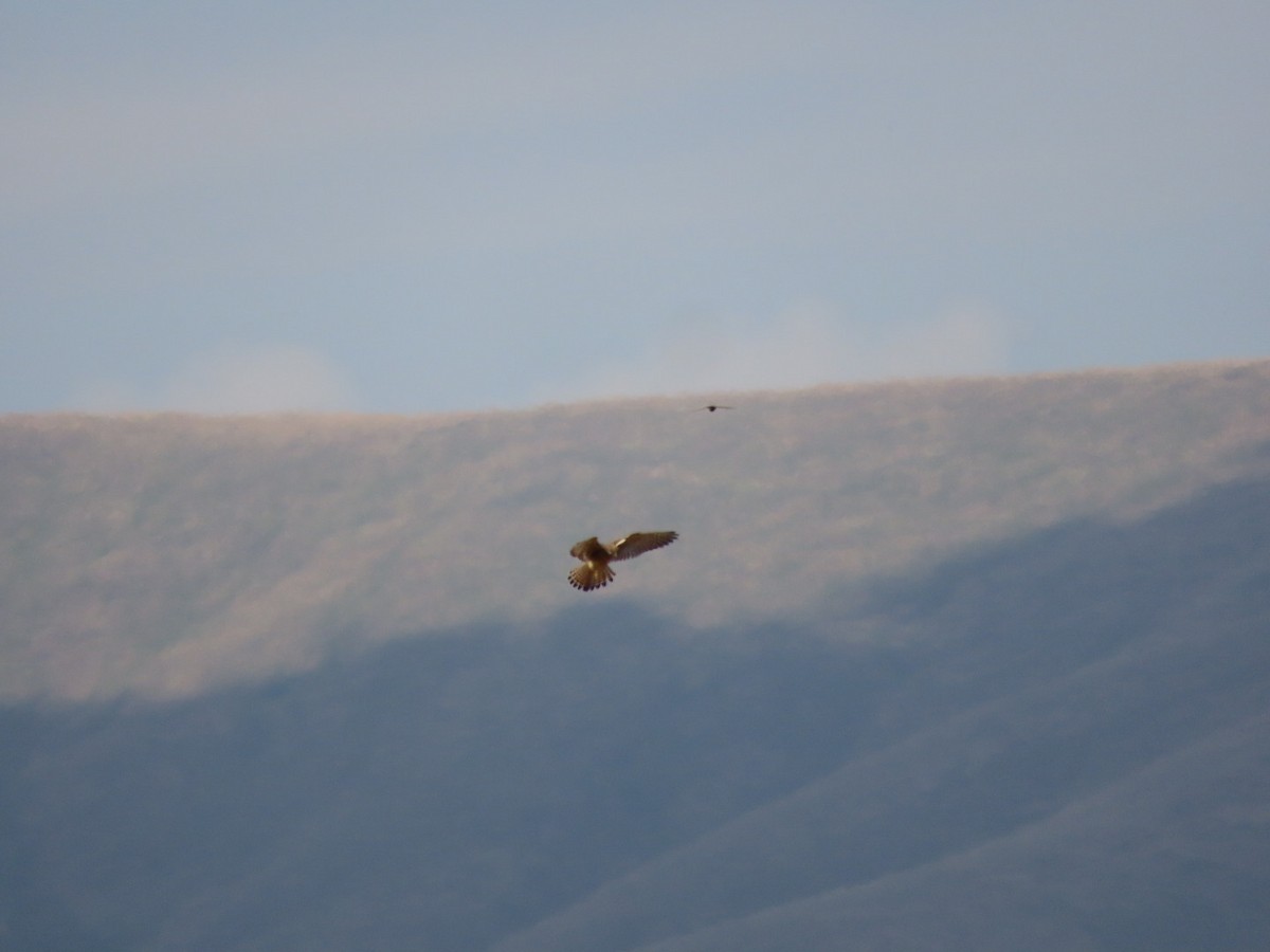 Eurasian Kestrel - ML601477041