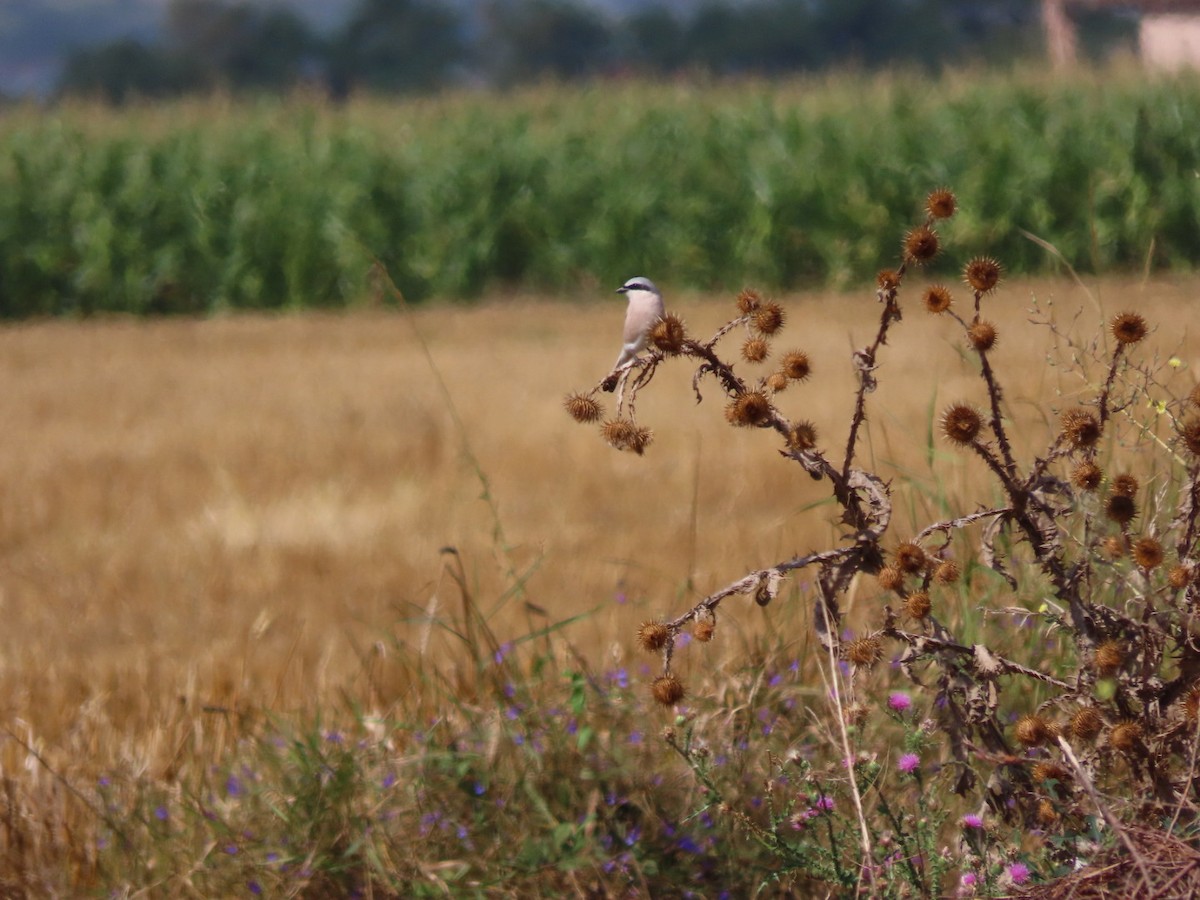 Red-backed Shrike - Mason Jeffries