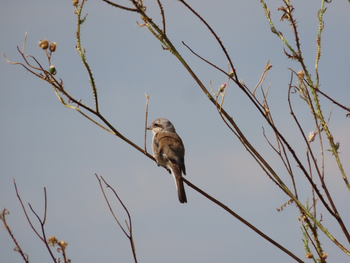 Red-backed Shrike - ML601477101