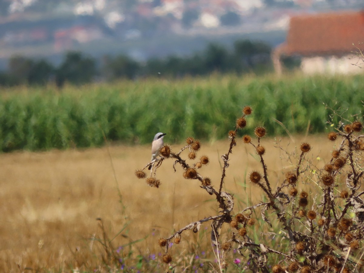 Red-backed Shrike - ML601477111