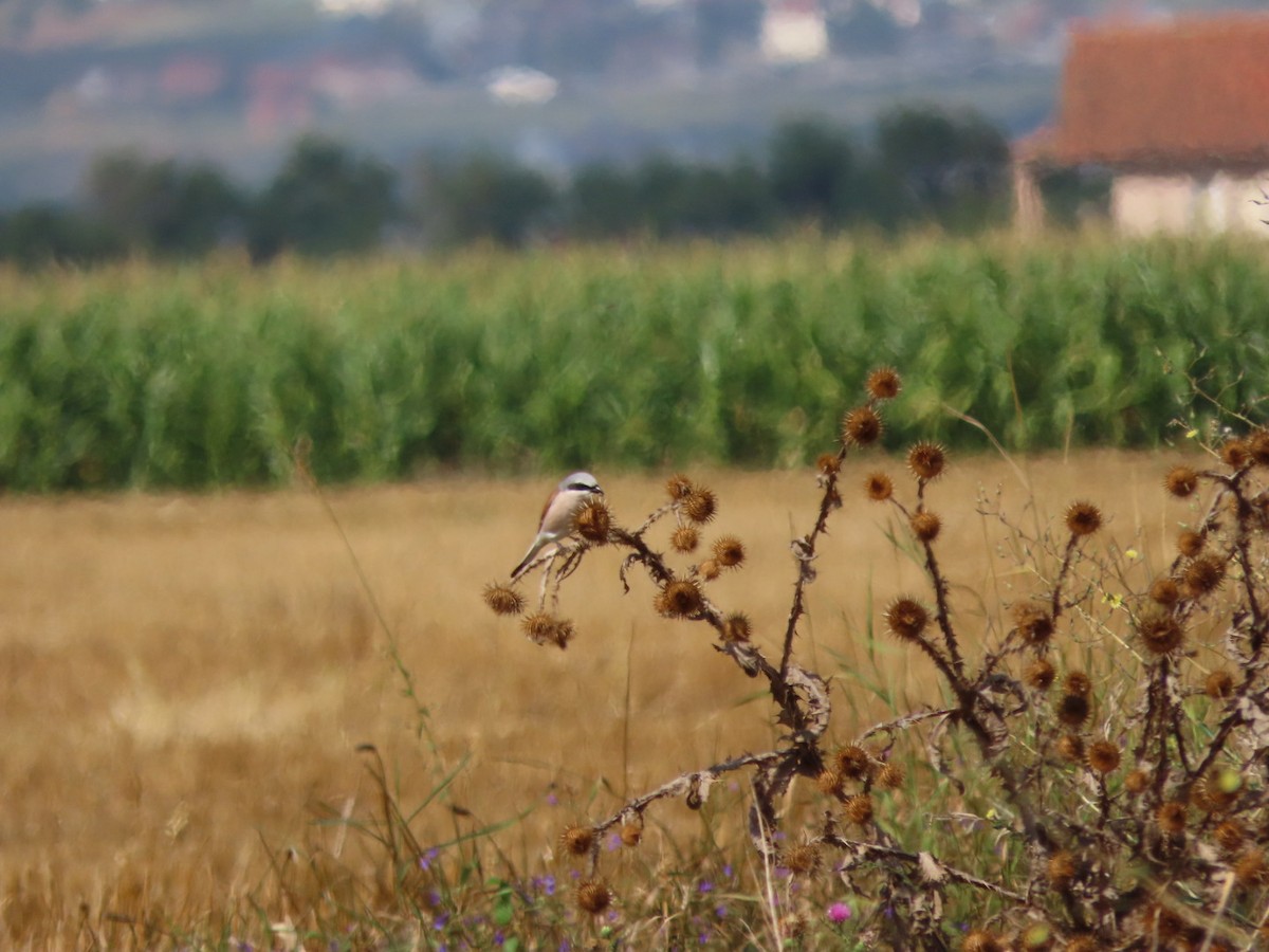 Red-backed Shrike - ML601477121