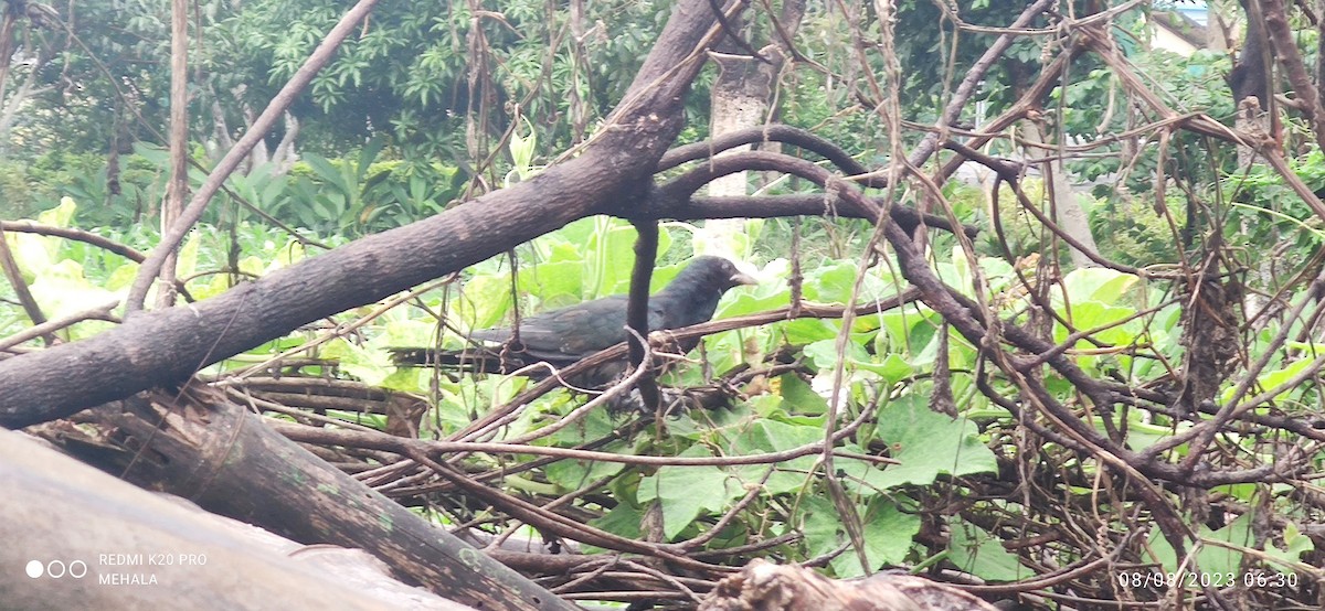 Asian Koel - Mehala Kumar