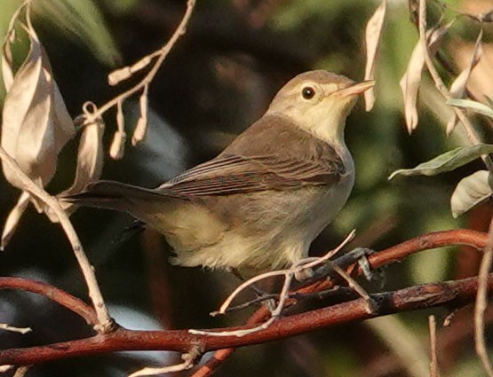 Icterine Warbler - ML601478741