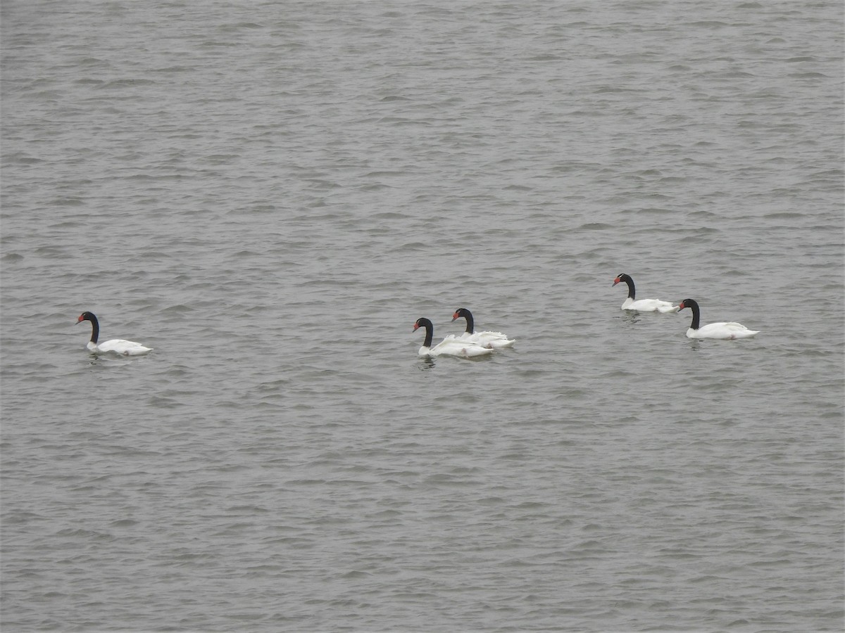 Black-necked Swan - ML601478761