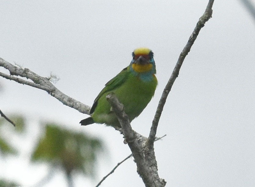 Black-browed Barbet - ML601478821