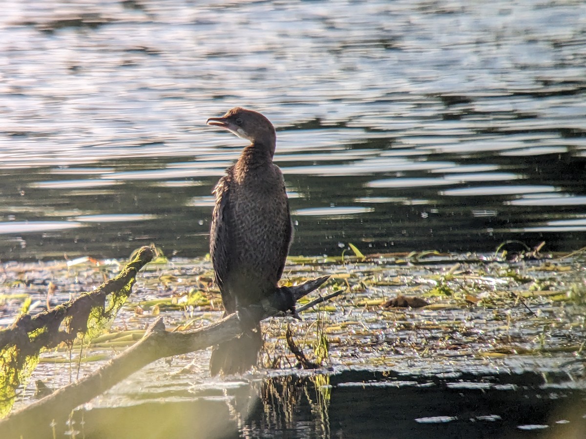 Pygmy Cormorant - ML601480041