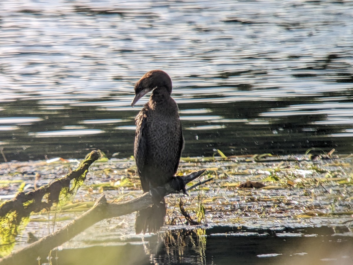 Pygmy Cormorant - ML601480051