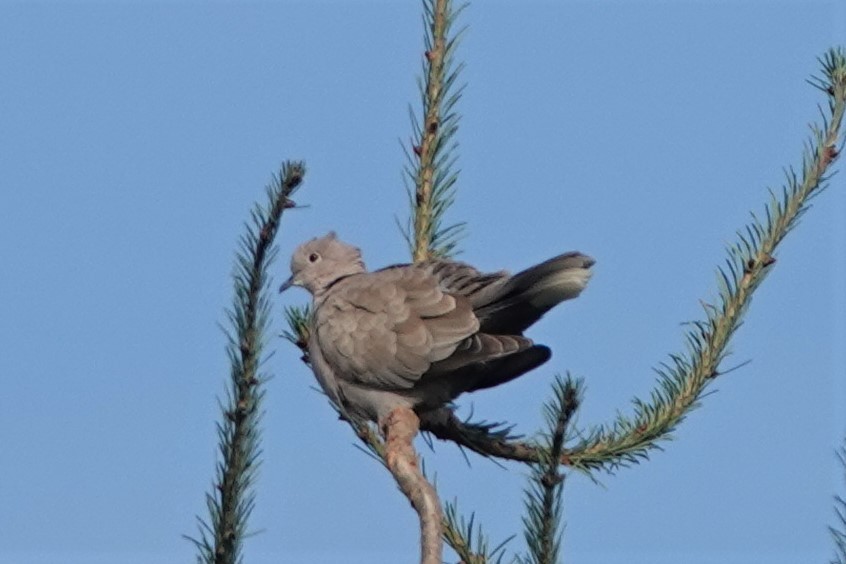 Eurasian Collared-Dove - ML601480591