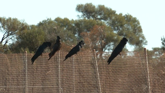 Red-tailed Black-Cockatoo - ML601480801