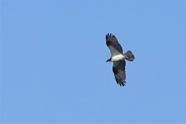 Águila Pescadora - ML601480911