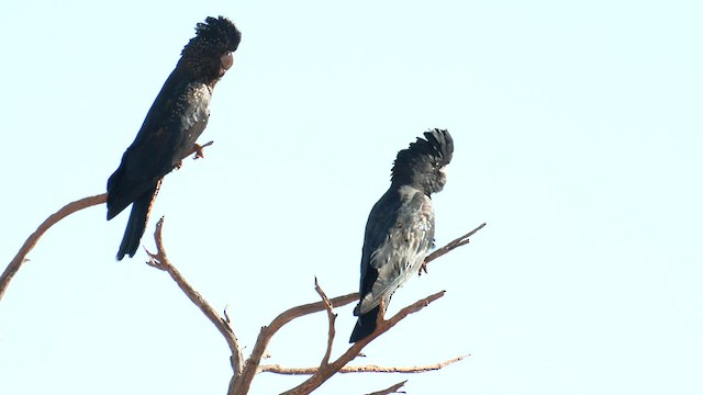 Red-tailed Black-Cockatoo - ML601481031