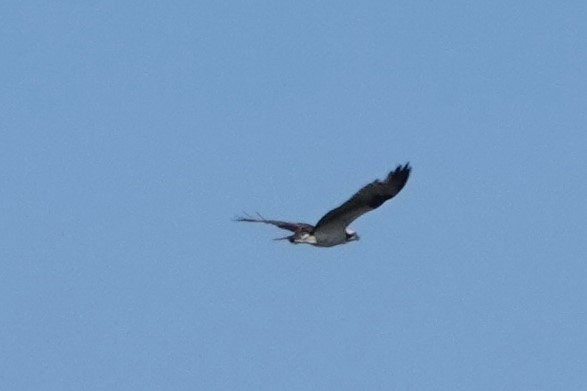 Águila Pescadora - ML601481121