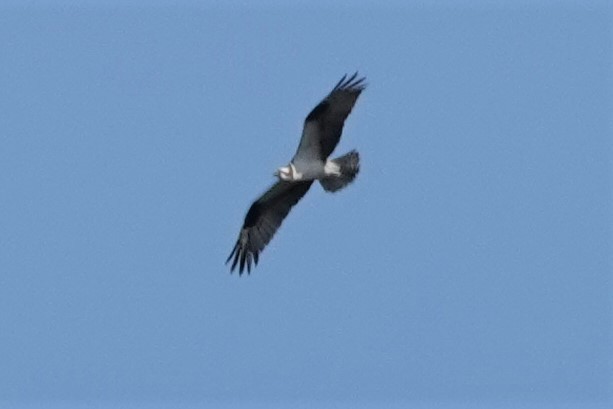 Águila Pescadora - ML601481141