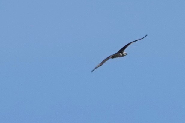 Águila Pescadora - ML601481171