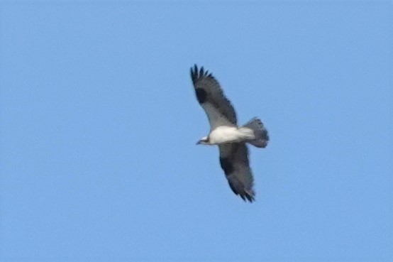 Águila Pescadora - ML601481181