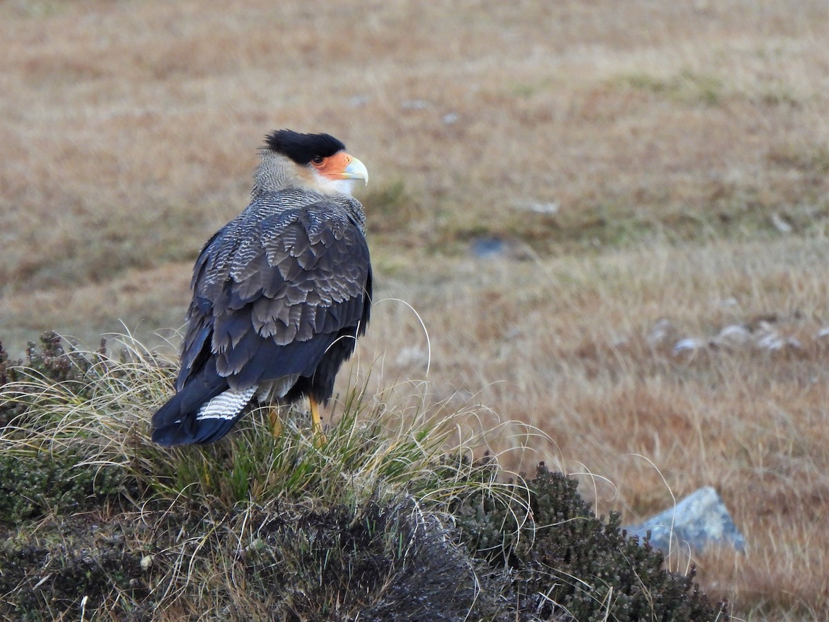 Crested Caracara (Southern) - ML601481891